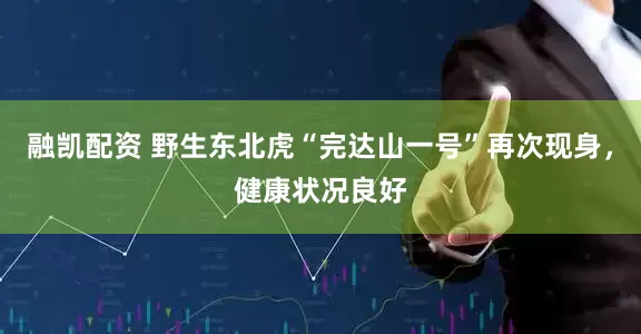 融凯配资 野生东北虎“完达山一号”再次现身，健康状况良好